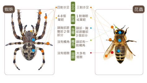 為何家裡有蜘蛛|蛛事吉祥——家中常見蜘蛛篇